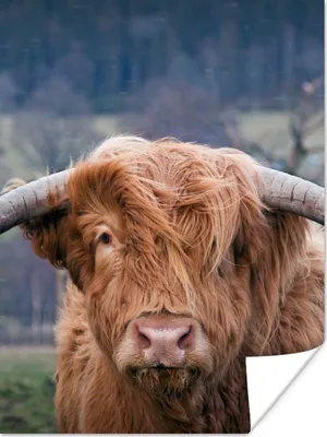 Produktbild von MuchoWow® Poster Schottischer Highlander - Hörner - Berg 90x120 cm - Wohnzimmer