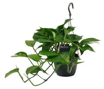 Obrázok produktu pre Efeutute, Scindapsus, Epipremnum, izbová rastlina