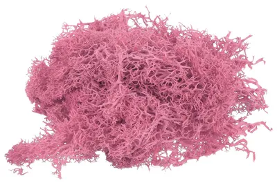 Kunstmoos mit Box, 200 g, rosa, konserviertes Rentiermoos