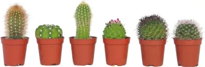 Zdjęcie produktu dla Małe kaktusy - 6 szt - Cactus - Wysokość 5-10cm - ⌀5,5cm