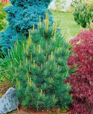 Produktbild von Pinus cembra 'Westerstede', Zirbelkiefer, immergrün, 30–40 cm