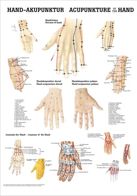 Produktbild von Hand-Akupunktur Mini-Poster Anatomie 34x24 cm medizinische Lehrmittel