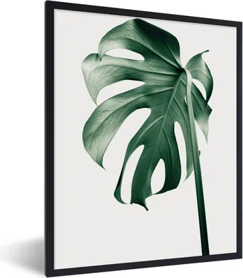 Produktbild von MuchoWow® Gerahmtes Poster Monstera - Blätter - Grün - Stilleben 60x80 cm - Poster mit Schwarzem Bilderrahmen Wandposter Rahmen Foto Bilder - Premium - Wanddeko Wohnzimmer