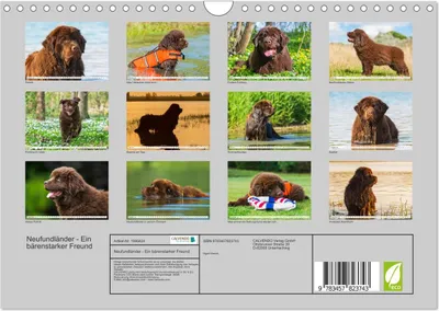 Produktbild von Neufundländer - Ein bärenstarker Freund (Wandkalender 2026 DIN A4 quer), CALVENDO Monatskalender