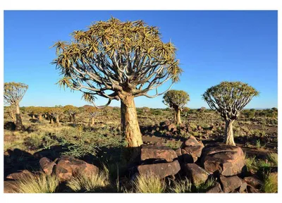 Zdjęcie produktu dla Fototapeta Dimex MS-5-0103 Namibia 375 x 250 cm