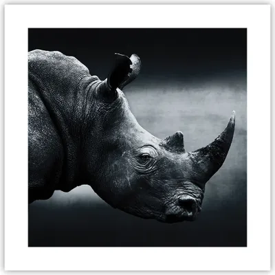 Produktbild von Poster - Poster ohne Rahmen - Nashorn Schwarzweiß Porträt - 40x40 cm - Wand Bild - Wanddeko - Wandbilder - Kunstposter - Wandposter - Bilder - Kunstdruck - Wanddekoration - Wandbild - P2XAC40x40-4347