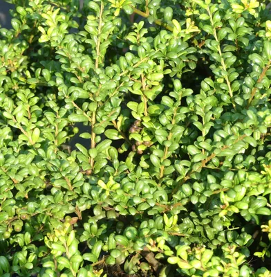 Obrázek produktu pro Lžíce cesmíny japonské - Ilex crenata - Convexa - zelená 30 - 40 cm