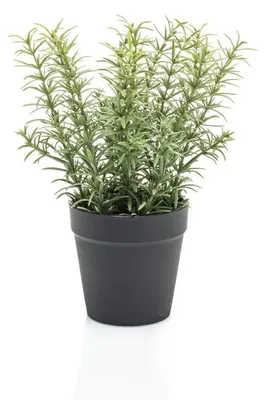 Produktbild von Thyme in black pot 22 cm Kunstpflanze Emerald