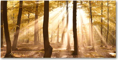 Produktbild von Tulup Glas-Bild -140x70- Wandkunst Dekorative Wand für Küche & Wohnzimmer - Landschaften - Herbstwald - Braun