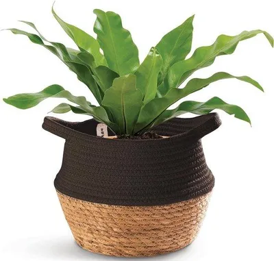 Produktbild von Seegras-Korb 25cm schwarz Baumwolle