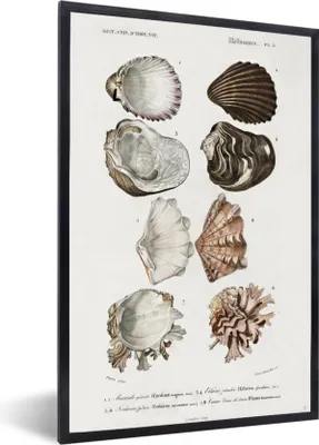 Produktbild von MuchoWow® MuchoWow® Gerahmtes Poster Muschel - Vintage - Meer 60x90 cm - Poster mit zchwarzem Bilderrahmen - Kunst
