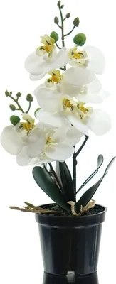 Produktbild von GASPER Orchidee - Phalenopsis Weiß im schwarzen Topf 30 cm - Kunstpflanzen