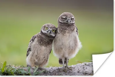 Produktbild von MuchoWow® Poster Ein Eulenpaar auf einem Baumstamm 60x40 cm - Schlafzimmerdekoration