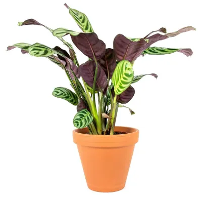 Produktbild von Gardneria (Ctenanthe) Burle-marxii, Durchmesser 12 cm