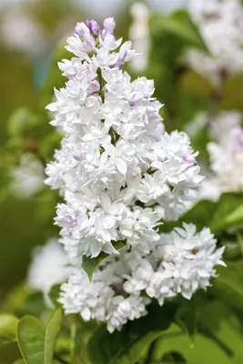 Produktbild von Syringa vulgaris 'Mme Lemoine', Flieder, weiß, 60–80 cm
