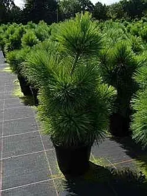 Produktbild von Pinus parviflora Negishi - Japanische Mädchenkiefer -  60-70 cm