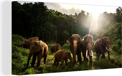 Produktbild von MuchoWow® - Leinwandbilder - Wald - Elefanten - Licht, Wandbild, Wanddeko Bilder Wohnzimmer, 80x40 cm