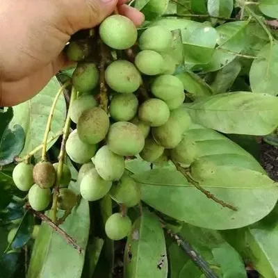 Immagine prodotto di Mango Griffiths (Mangifera griffithii)  - 1 pezzo
