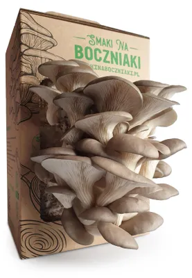 Zdjęcie produktu dla Boczniak ostrygowaty – zestaw do domowej uprawy grzybów 2,2 kg