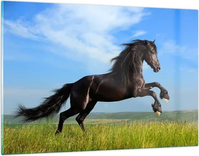 Produktbild von Bilder auf glas - Schwarzes Pferd Pferd Galopp - 120x80cm - Glasbilder - Wandbilder - Kunstdruck - zum Aufhängen bereit - Wanddekoration aus Glas - Glas Bilder - Wandbild auf Glas - GAA120x80-0495