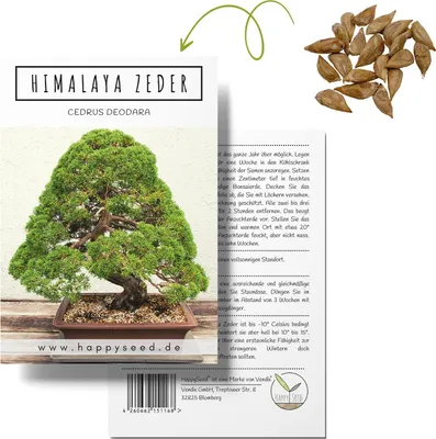 Produktbild von Einzigartige Bonsai Samen mit hoher Keimrate - Pflanzen Samen Set für deinen eigenen Bonsai Baum (1x Himalaya Zeder)