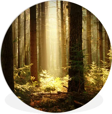 Produktbild von MuchoWow® Rundes Wandbild - Runde Bilder Wald - Bäume - Sonne Ø 60 cm Kreis Wanddekoration Kunststoff - Wandkreis - Wandschmuck - Wand Kreis - Das Schlafzimmer - Die Bilder - Wandmalerei - Kunst für das Haus - das Plastik