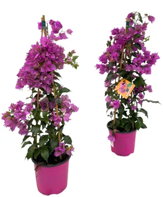 Obrázek produktu pro Trojkvetá bougainvillea Sanderiana Piramide, prumer 17cm, výška 70cm, nenárocná