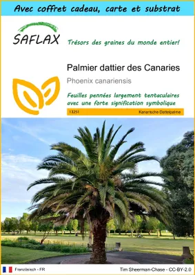 Image de SAFLAX Ensemble-cadeau - Palmier dattier des Canaries - 10 graines - Phoenix