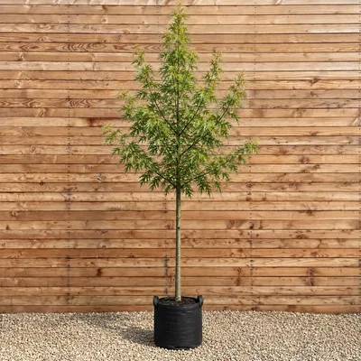 Produktbild von Schlitzahorn Laciniatum Wieri 250-300 cm, Stammumfang 10-12 cm - Acer saccharinum Hochstamm