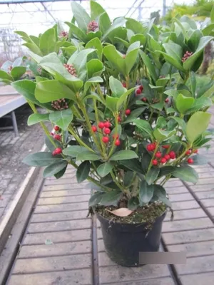 Produktbild von Skimmia japonica Olympic Flame - Japanische Fruchtskimmie - 30-40cm