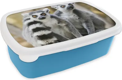 Produktbild von KitchenYeah® Lunchbox Brotzeit Brotdose 17x11 cm Affe - Ringschwanzlemur - Tier Kinder Brotzeitdose - Lunch - Kunststoff  - Brotbüchse - Sandwichbox - Lunchbox für Kinder