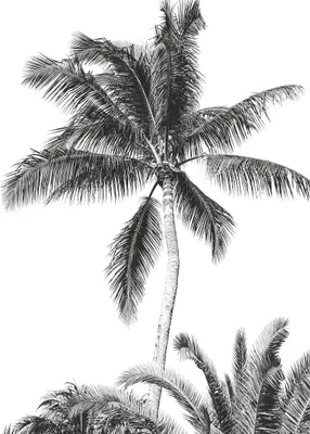 Obrázok produktu pre Komár Tapeta Retro Palm Black and White - 610833 - 200 x 280 cm