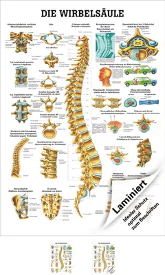Produktbild von Wirbelsäule Poster Anatomie 70x50 cm medizinische Lehrmittel