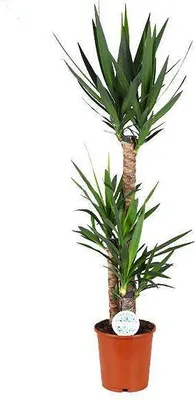 Image de Yucca, grande plante d'intérieur, Ø24cm, hauteur 125cm, facile d'entretien