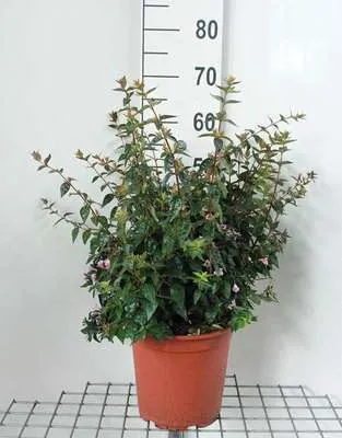 Immagine prodotto di Abelia 'Edward Goucher' - Abelie 'Edward Goucher' 50- 60 cm in contenitore