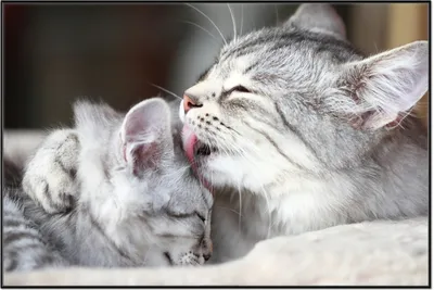 Produktbild von Wallario Wandbild Süße kleine getigerte Katzenbabys, Größe: 61 x 91,50 cm, Poster mit schwarzem Aluminiumrahmen