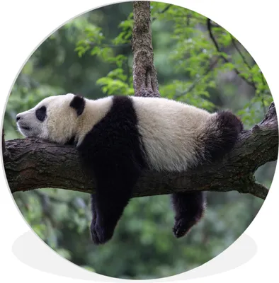 Produktbild von MuchoWow® Rundes Wandbild - Runde Bilder Panda - Baum - Tiere - Natur Ø 30 cm Kreis Wanddekoration Kunststoff - Wandkreis - Wandschmuck - Schlafzimmer - Bilder - Der Kreis - Kunst für die Wohnung - Plastik - Kunstdruck - Wandbild
