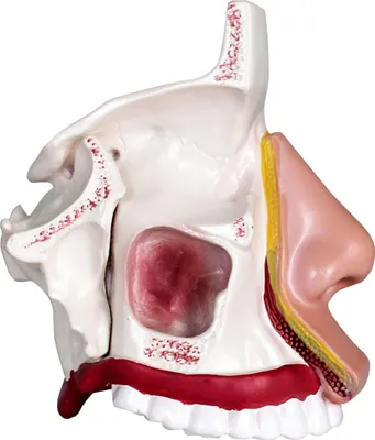 Produktbild von Anatomie Modell Lehrmodell Menschliche Nasenhöhle Obere mittlere und untere Nasenmuschel Mensch Conchae Nasales Anatomisches Nasen Model Vergrößert MedMod