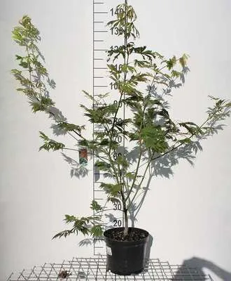 Produktbild von Acer jap. 'Aconitifolium' - Feuerahorn 60- 80 cm Container
