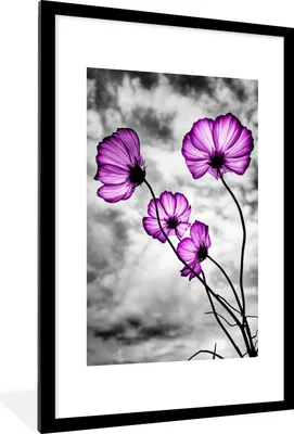 Produktbild von MuchoWow® MuchoWow® Gerahmtes Poster Blumen - Schwarz - Weiß - Lila 60x90 cm - Poster mit zchwarzem Bilderrahmen - Dekoration - Wandposter Wohnzimmer - Hochwertig