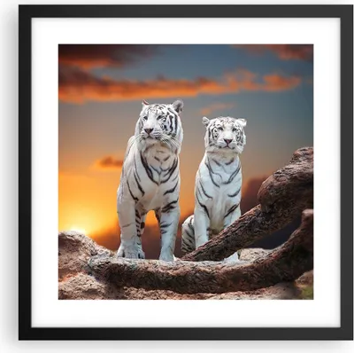 Produktbild von Gerahmtes Poster - Schwarzer Rahmen - Tiger weiß Rock Sonnenuntergang - 40x40 cm - Wand Bild - Wanddeko - Wandbilder - Wandposter - Bilderrahmen - Bilder - Kunstdruck - Wandbild - P2BAC40x40-2901