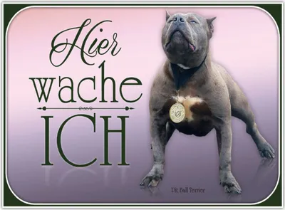 Produktbild von vianmo Holzschild 30x40 cm Hund Pit Bull Terrier hier wache ich