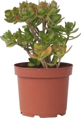Produktbild von Tlustice vejčitá - Crassula ovata 'Minor' - Výška 45-50cm - ⌀23cm