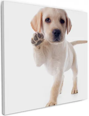 Produktbild von Wallario Premium Leinwandbild Süßer Labrador-Welpe sagt Hallo in Größe 50 x 50 cm