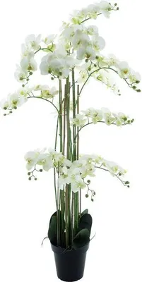Produktbild von Phalaenopsis-Orchidee im Topf 140 cm Weiß Kunstpflanze Buitengewoon de Boet