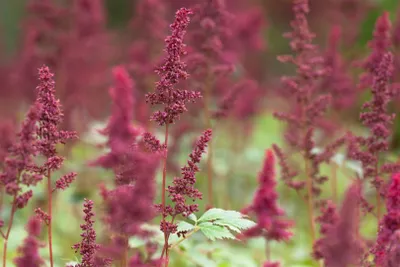 Produktbild von Astilbe x arendsii 'Fanal', Prachtspiere, rot, ca. 9x9 cm Topf