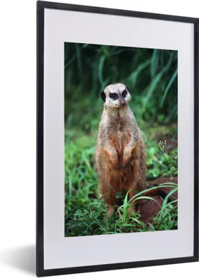 Produktbild von MuchoWow® MuchoWow® Gerahmtes Poster Gras - Erdmännchen - Tier 40x60 cm - Poster mit zchwarzem Bilderrahmen - Poster in Rahmen