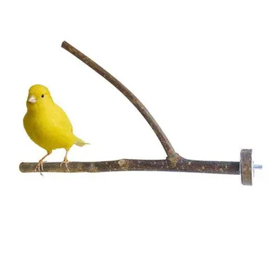 Image de Un perchoir naturel vivant - pour les plus petits oiseaux