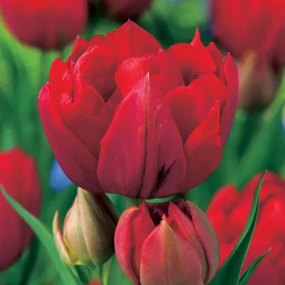 Produktbild von Tulpen Blumenzwiebeln Zwiebeln Blumen Gefüllte Tulpe Red Princess 5 St.