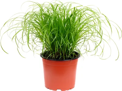 Produktbild von Katzengras "Zumula" – Natürliches Knabbergras für gesunde Katzen, ca. 25 cm hoch, Topf-Ø 12 cm